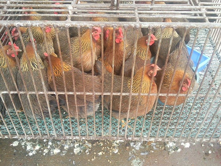 看到這些動物你認為武漢肺炎是由美國發出的嗎？