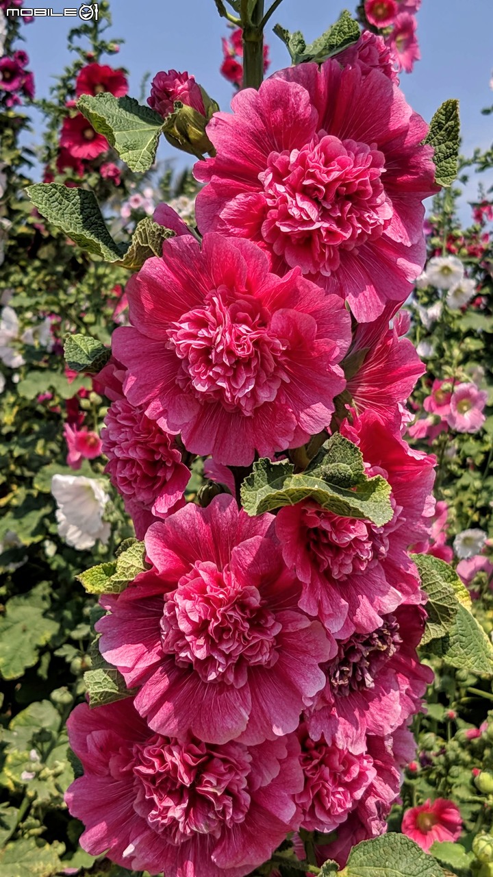 鼠尾草+蜀葵花 台南市學甲區光華里 03/07