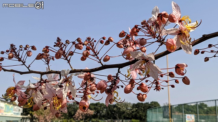 花旗木 台南市永康區忠孝運動公園 03/15