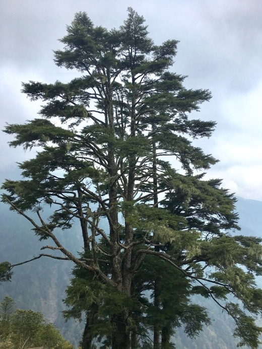 新手入門百岳-挑戰3952玉山主峰!