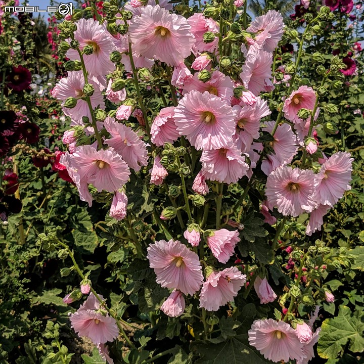 鼠尾草+蜀葵花 台南市學甲區光華里 03/07