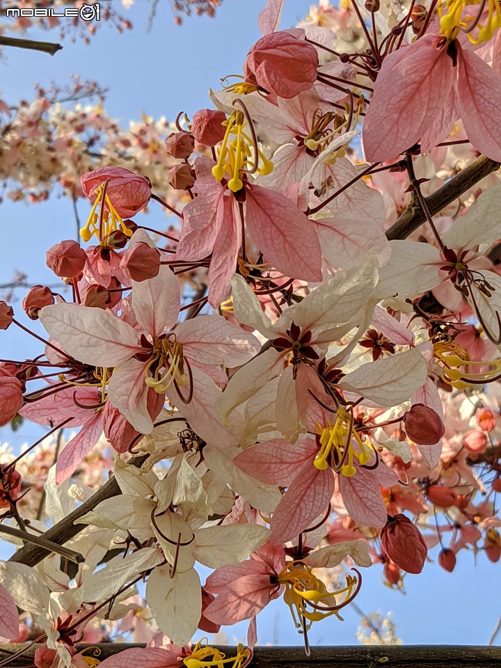 花旗木 台南市仁德區仁德滯洪池 03/27