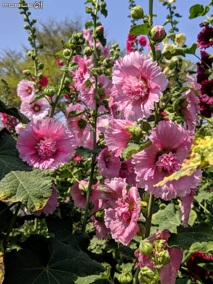 鼠尾草+蜀葵花 台南市學甲區光華里 03/07