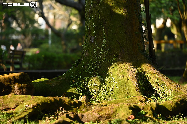 Nikon 70-200mm f/2.8 S 銳利非常 N家望遠代表作 還有與小黑七的人像比較