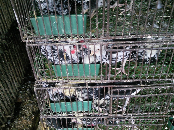 看到這些動物你認為武漢肺炎是由美國發出的嗎？