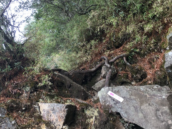 新手入門百岳-挑戰3952玉山主峰!