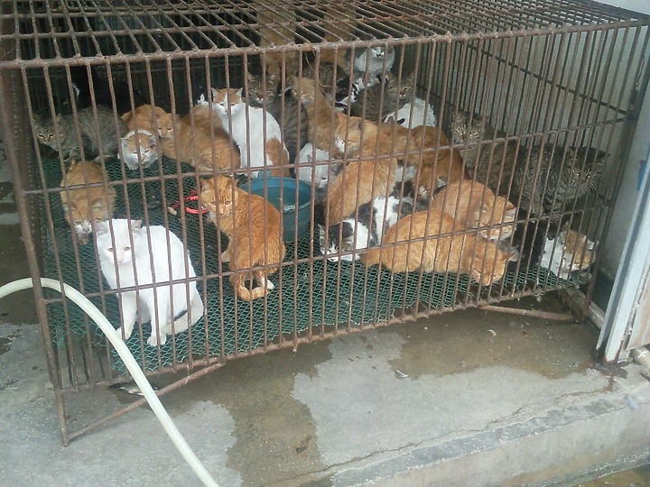 看到這些動物你認為武漢肺炎是由美國發出的嗎？