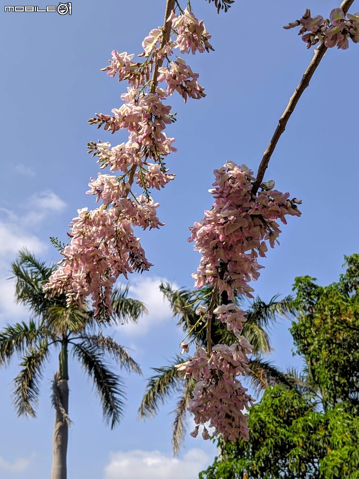 羊蹄甲+南洋櫻 台南市北區台南公園 03/01
