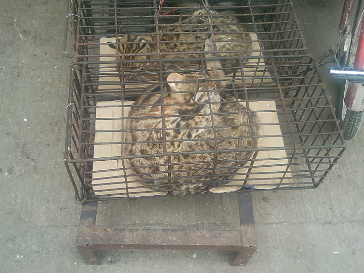 看到這些動物你認為武漢肺炎是由美國發出的嗎？