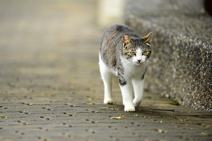 朱連雀9年後再訪恆春關山，53隻全都錄，Z7+600mm貓眼對焦首先發表。