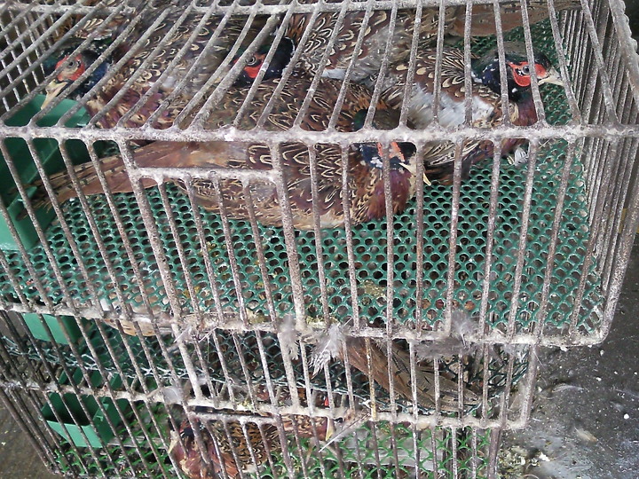 看到這些動物你認為武漢肺炎是由美國發出的嗎？