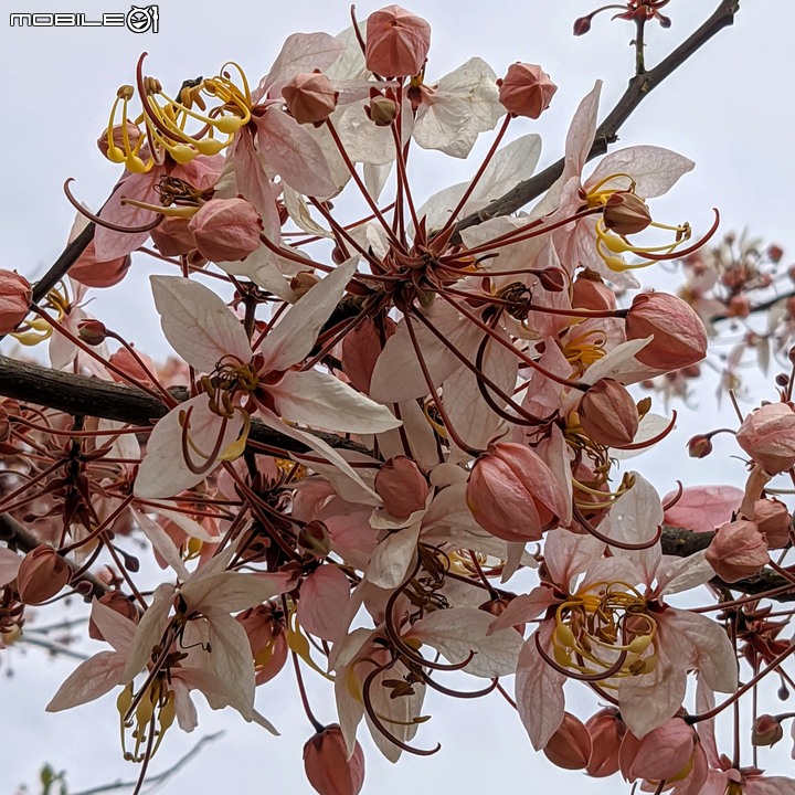 花旗木 台南市西港區新寮花旗木步道 03/14