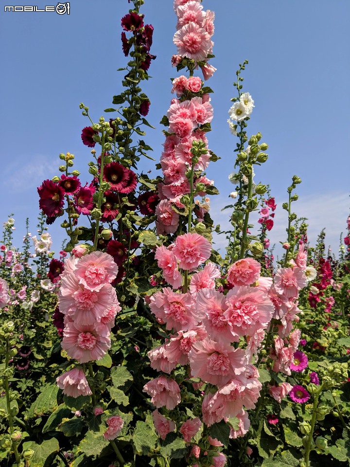 鼠尾草+蜀葵花 台南市學甲區光華里 03/07