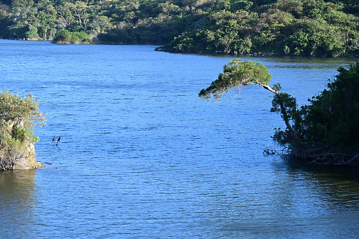 點我看大圖 Z50記錄蔚藍像大海的鳳山水庫,來渡冬的鸕鶿,常客白鷺鷥,及偶而來的魚鷹。