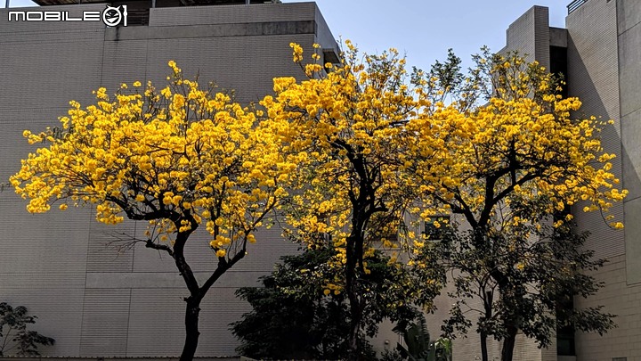 黃花風鈴木 台南市東區林森路一段 03/01