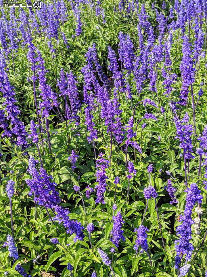 鼠尾草+蜀葵花 台南市學甲區光華里 03/07