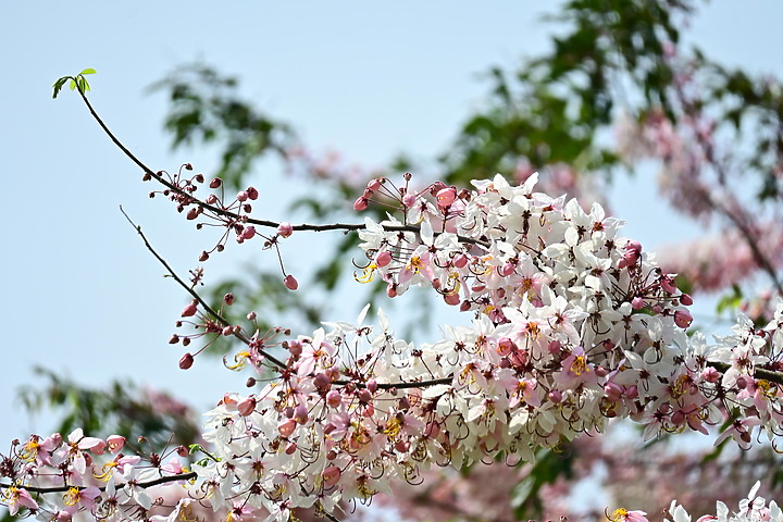Z50+50-250mm DX拈花惹草：新埤鄉綜合休閒公園花旗木、我媽媽的孤挺花、陽台上的小花小草與多肉。