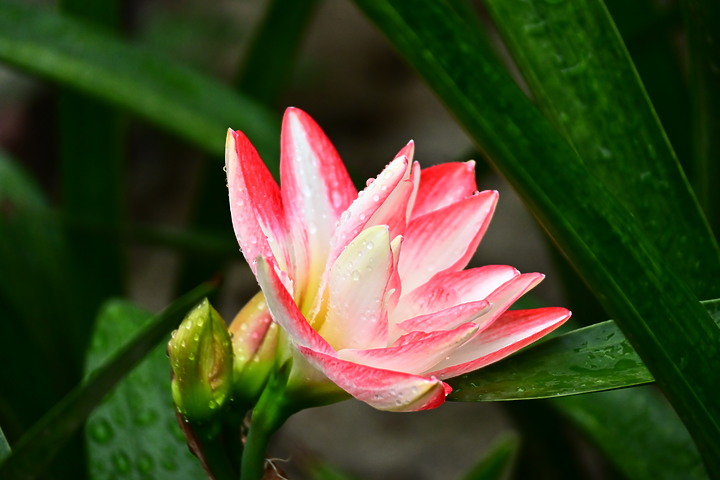 Z50+50-250mm DX拈花惹草：新埤鄉綜合休閒公園花旗木、我媽媽的孤挺花、陽台上的小花小草與多肉。