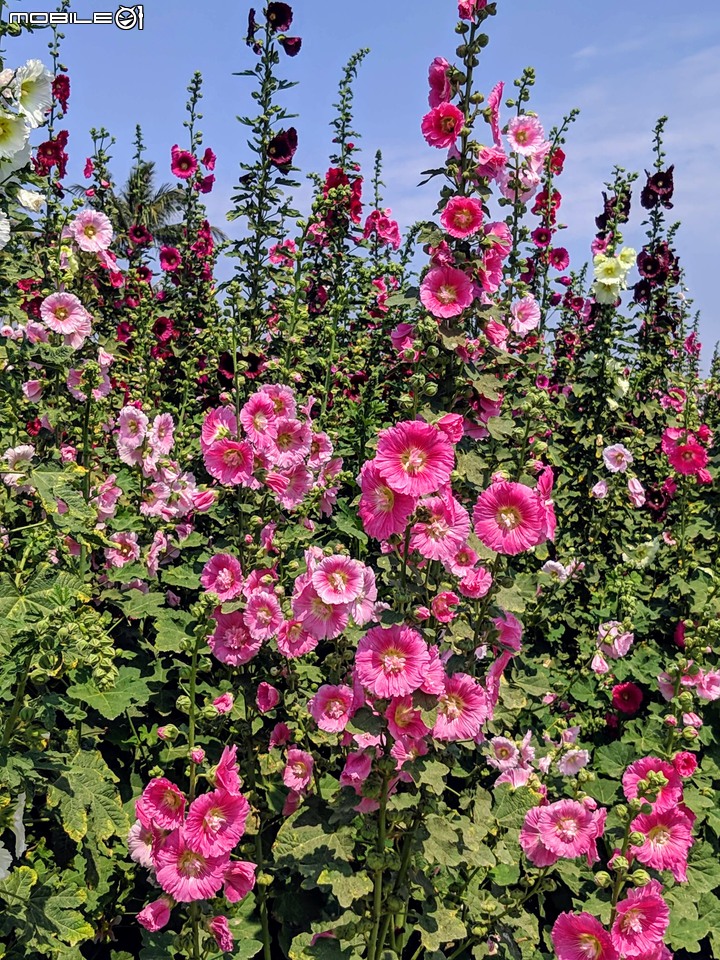 鼠尾草+蜀葵花 台南市學甲區光華里 03/07