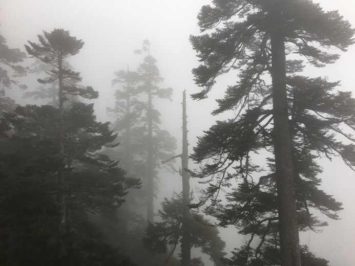 新手入門百岳-挑戰3952玉山主峰!
