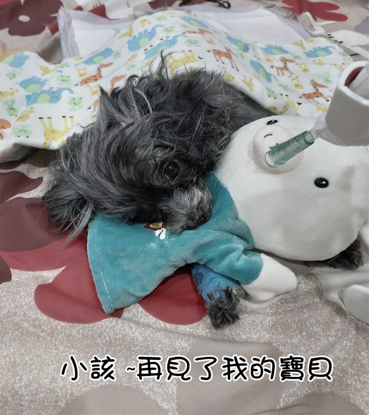 回憶錄 ~小該 [記憶混亂想到就寫]