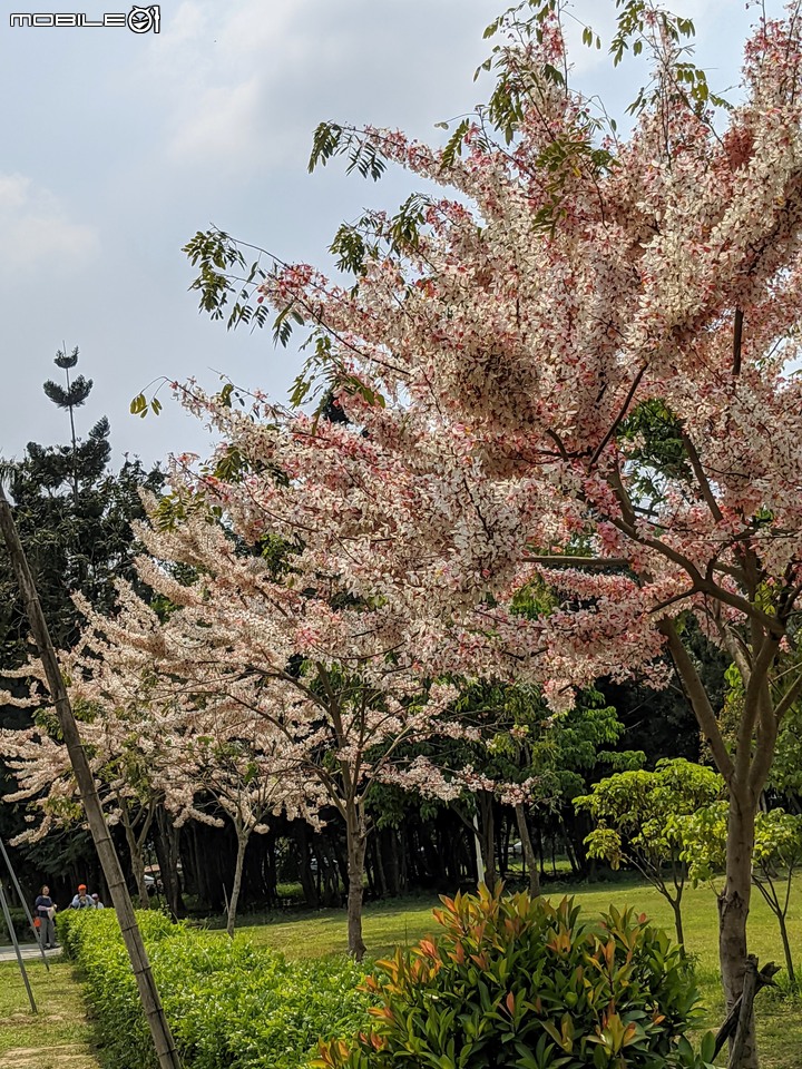 花旗木+蔥花 台南市山上區水道博物館 03/29