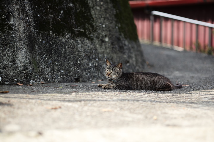 猴硐貓村之行...