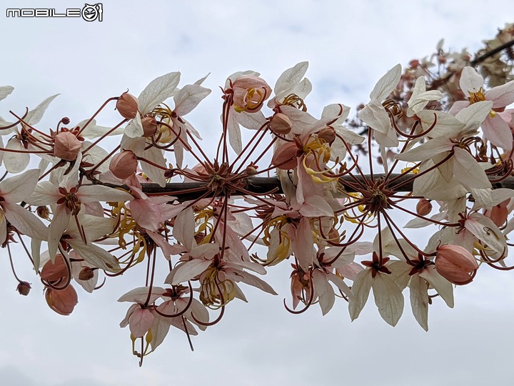 花旗木 台南市西港區新寮花旗木步道 03/14