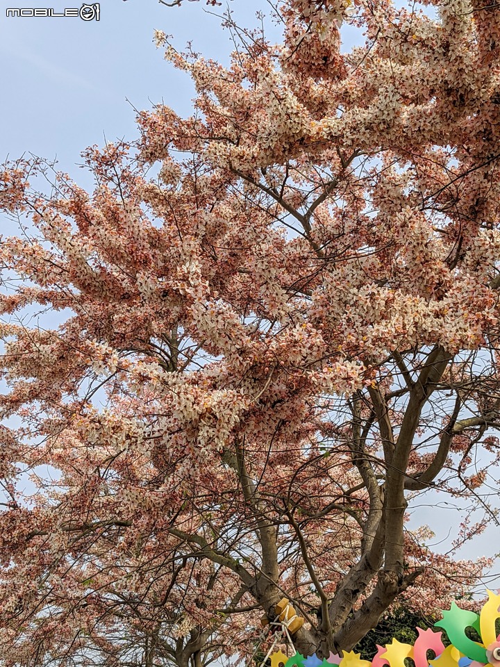 韭菜花+花旗木 台南市西港區新寮花旗木步道 03/22