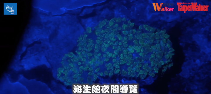 點我看大圖 夜宿海生館初體驗!晚上睡覺有魟魚們陪伴著太療癒拉~