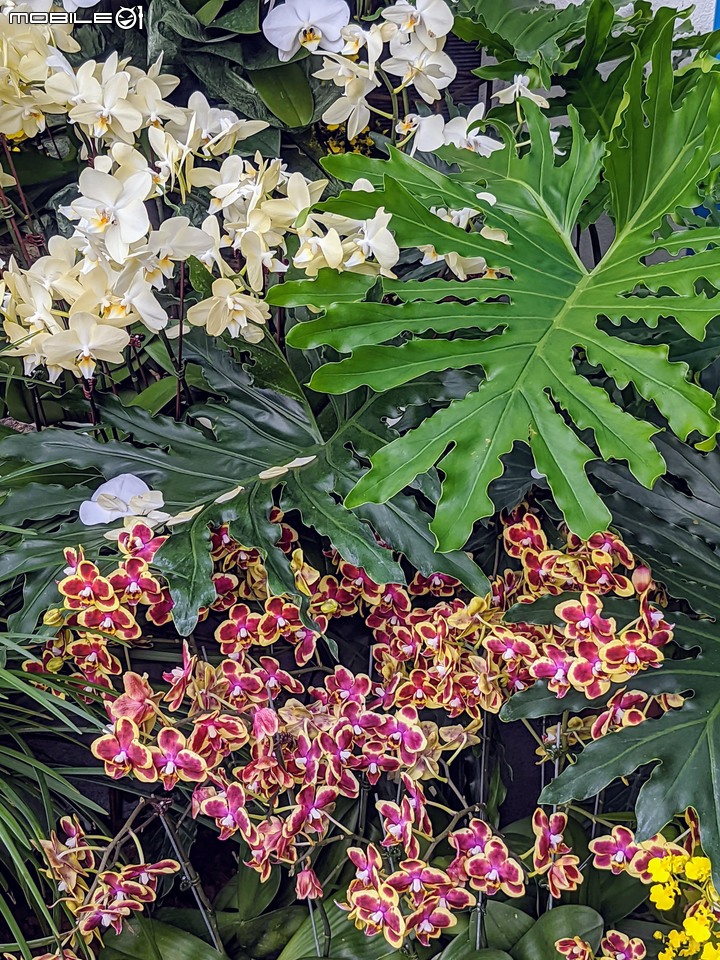 蘭花(蘭展延期-遍地開花) 台南市大內區南瀛天文館 03/13