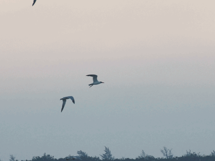 臺南 七股 黑面琵鷺生態展示館與第一賞鳥亭 — 歡迎自北方遠道而來的貴客