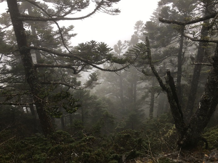 新手入門百岳-挑戰3952玉山主峰!