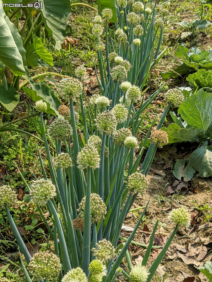 花旗木+蔥花 台南市山上區水道博物館 03/29