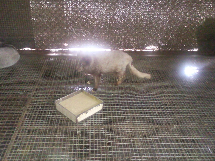 看到這些動物你認為武漢肺炎是由美國發出的嗎？