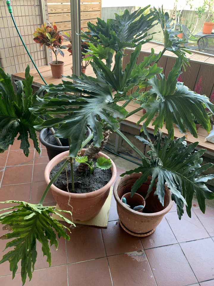 有關春雨分株請益