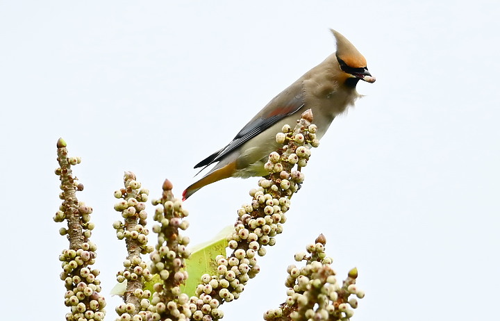 朱連雀9年後再訪恆春關山，53隻全都錄，Z7+600mm貓眼對焦首先發表。