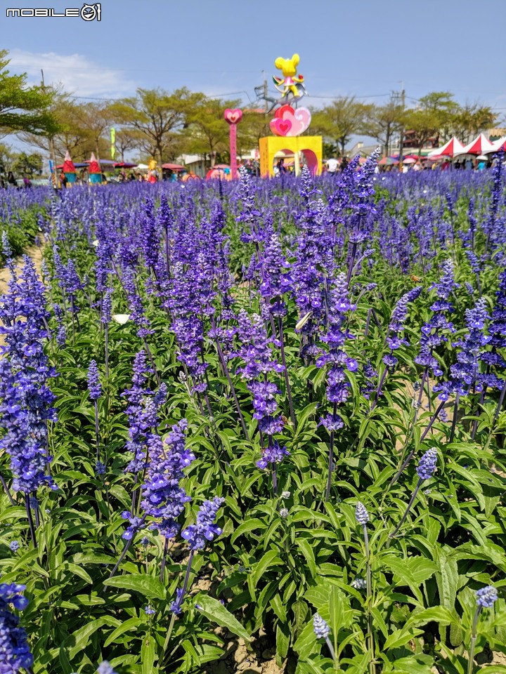 鼠尾草+蜀葵花 台南市學甲區光華里 03/07