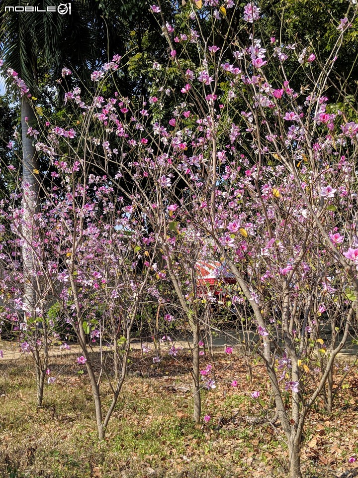 羊蹄甲+南洋櫻 台南市北區台南公園 03/01