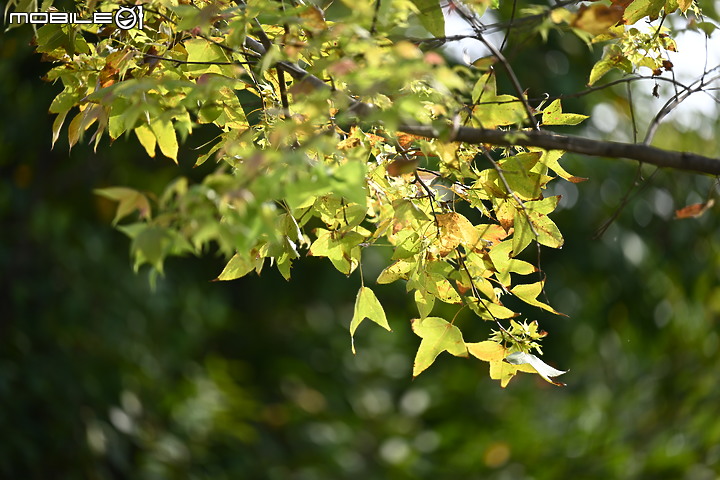 Nikon 70-200mm f/2.8 S 銳利非常 N家望遠代表作 還有與小黑七的人像比較