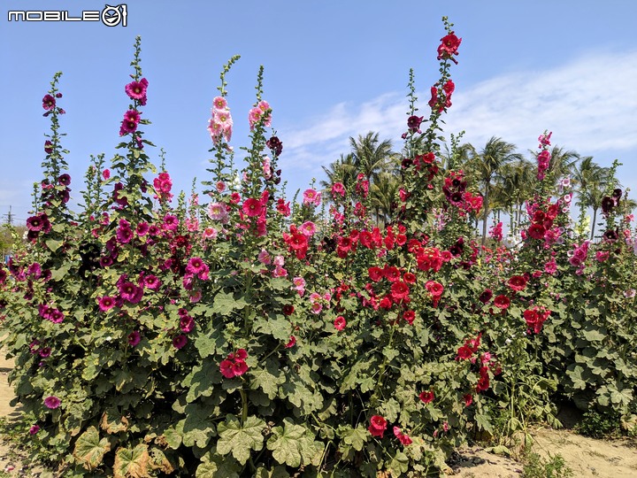 鼠尾草+蜀葵花 台南市學甲區光華里 03/07