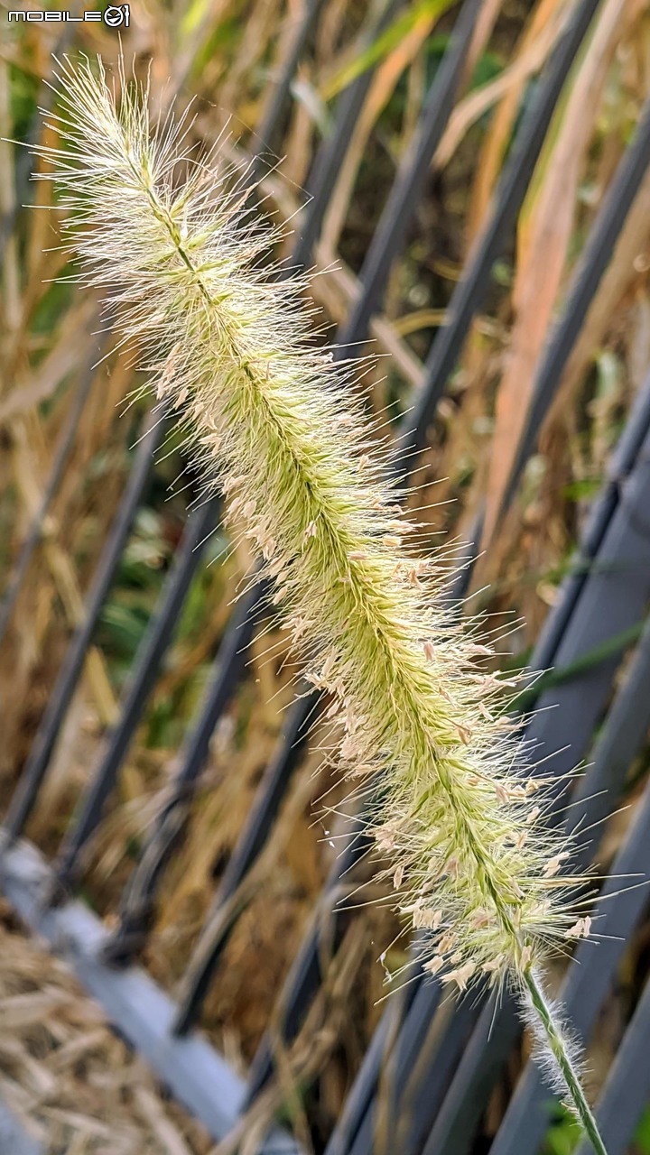 蘭花(蘭展延期-遍地開花) 台南市大內區南瀛天文館 03/13