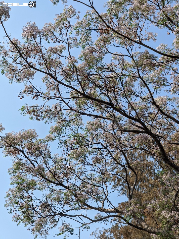 苦楝 台南市安平區古運河站 03/08