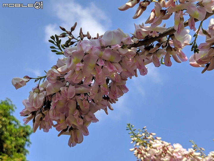 羊蹄甲+南洋櫻 台南市北區台南公園 03/01