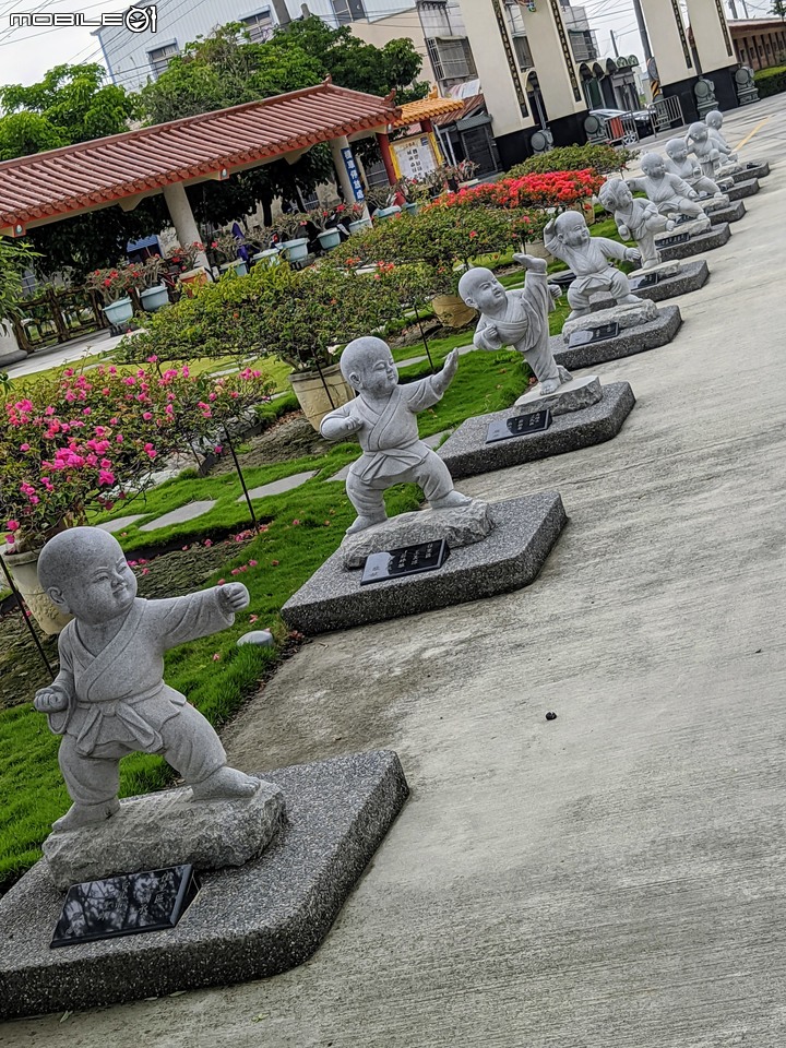 紅千層 台南市佳里區佳福寺 03/14