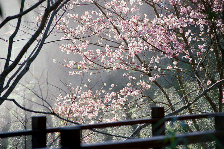 Kodak ColorPlus 200 山上人家 & 大雪山若茵