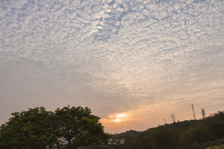 【桃園龍潭】戀戀魯冰花2020,夕陽餘暉下搖晃的黃澄,是預言著春天的來臨/大北坑休閒農業區