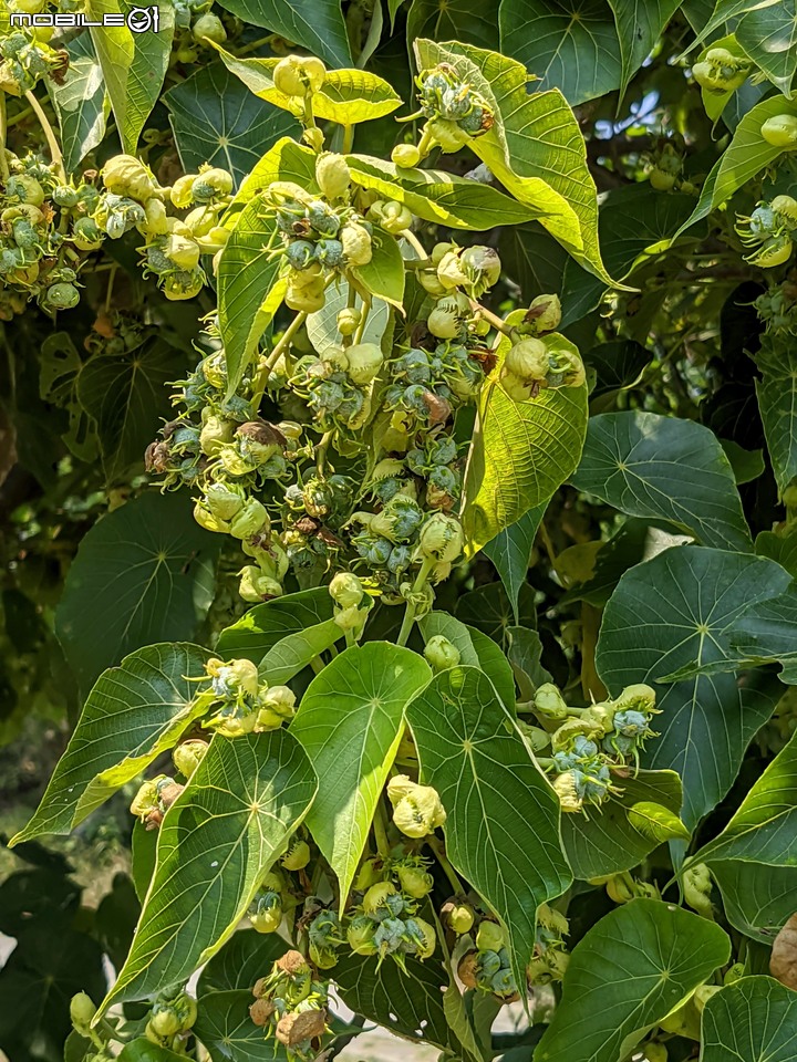 小葉欖仁 台南市安平區湖濱水鳥公園 03/22