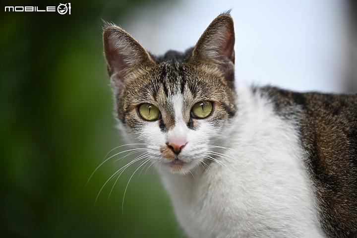 Nikon 70-200mm f/2.8 S 銳利非常 N家望遠代表作 還有與小黑七的人像比較