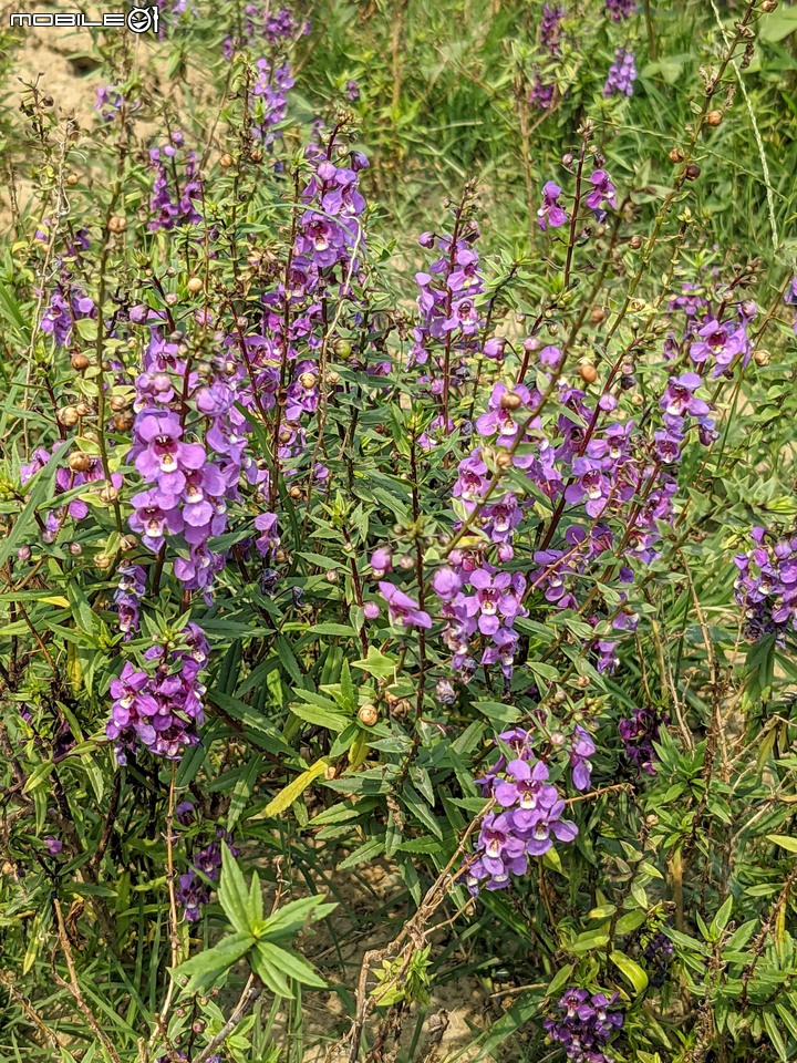 花旗木+蔥花 台南市山上區水道博物館 03/29